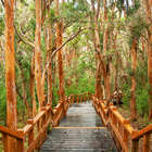 Pasarela en Bosque de Arrayanes