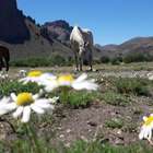 Cabalgata Bariloche - Estepa