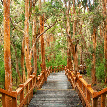 Pasarela en Bosque de Arrayanes