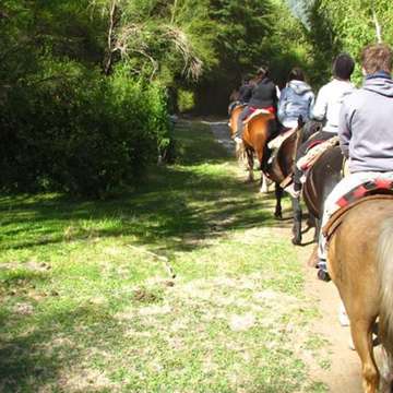 a paso hacia el bosque