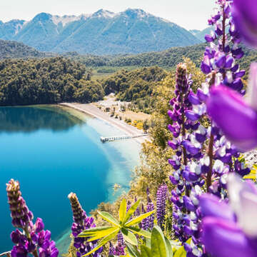 Lupinos Lago Espejo
