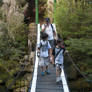 Pasarela en el bosque nativo