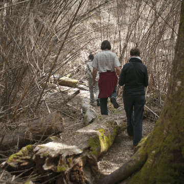 Bosque de caña colihue