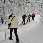 Bosque nevado